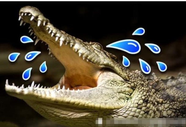 Tại sao cá sấu khóc 'không ngớt' khi ăn thịt con mồi?