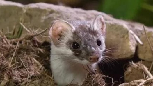 Tại sao người xưa lại bảo rằng không thể giết chồn? Nghiên cứu khoa học cho thấy thực sự là không thể giết