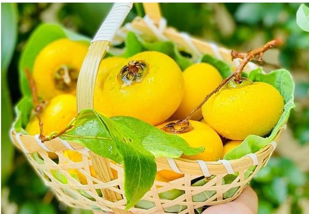Loại quả chỉ dùng để ngửi xưa rồi, giờ dân buôn chặt cả cành đi bán như hoa, giá lên tới gần 1 triệu đồng/cành