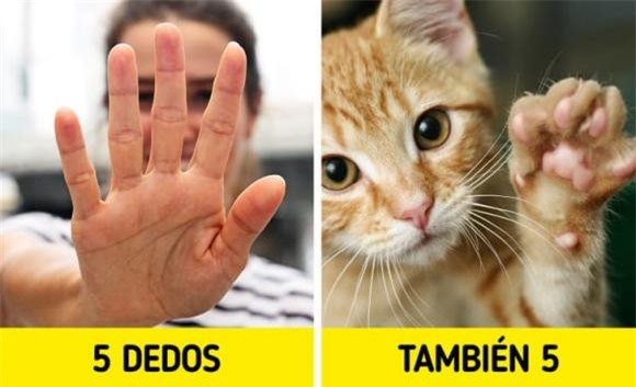 lý do có 5 ngón tay 1 ngón tay, tại sao con người có 5 ngón tay, kiến thức