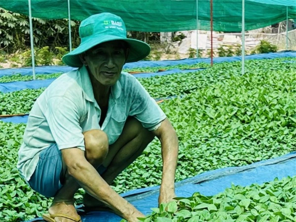 Nghề lạ ở Việt Nam: Cây từng mọc dại nay hóa 
