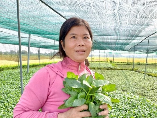 Nghề lạ ở Việt Nam: Cây từng mọc dại nay hóa 