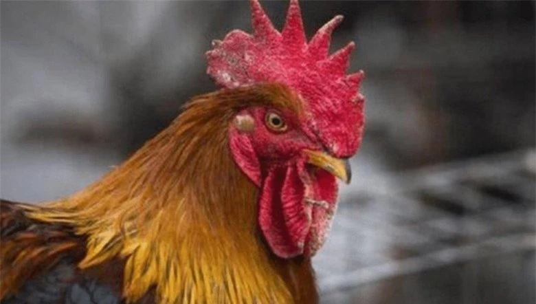 Phần thịt gà nhiều người thích được ví "độc như thạch tín", gà càng nuôi lâu càng độc, thực hư thế nào? - 1