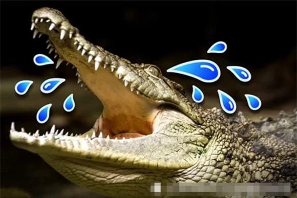 cá sấu, nước mắt cá sấu
