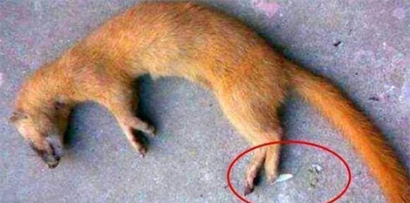 1-tai-sao-chon-khong-the-bi-giet-ngoisaovn-w640-h317 3 người xưa không giết chồn, nuôi chồn, lưu ý khi nuôi chồn