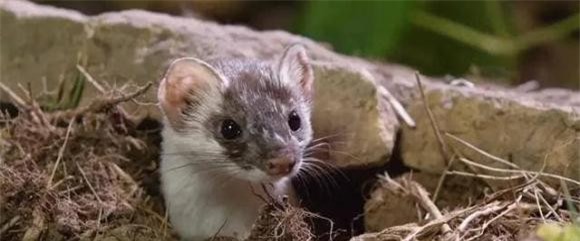 3-tai-sao-chon-khong-the-bi-giet-ngoisaovn-w640-h267 2 người xưa không giết chồn, nuôi chồn, lưu ý khi nuôi chồn