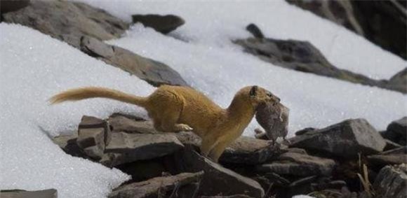 2-tai-sao-chon-khong-the-bi-giet-ngoisaovn-w631-h308 0 người xưa không giết chồn, nuôi chồn, lưu ý khi nuôi chồn