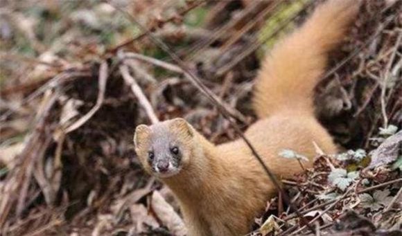 4-tai-sao-chon-khong-the-bi-giet-ngoisaovn-w620-h365 2 người xưa không giết chồn, nuôi chồn, lưu ý khi nuôi chồn