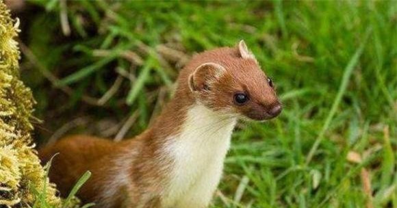 5-tai-sao-chon-khong-the-bi-giet-ngoisaovn-w609-h320 1 người xưa không giết chồn, nuôi chồn, lưu ý khi nuôi chồn