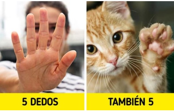 Lý do tại sao con người có 5 ngón tay chứ không phải là 4 hay 6 ngón?