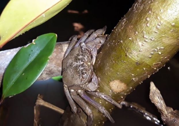 "Lộc trời" bò ra từ trong hang, có tên gọi rất lạ, ban đêm dân soi đèn đi bắt về bán 200.000 đồng/kg thành đặc sản