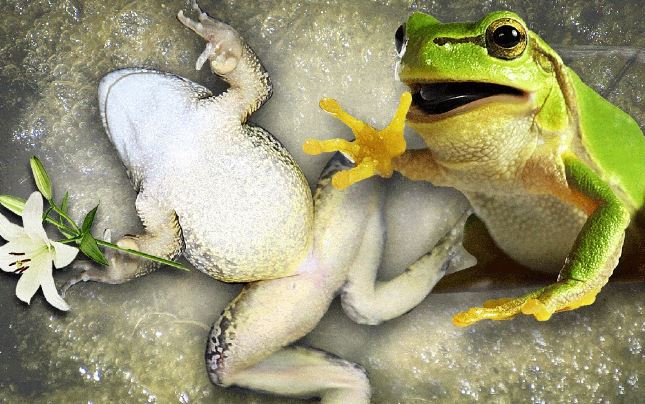 Chuyên gia lật tẩy tuyệt chiêu của ếch cái, giả chết để qua mặt “kẻ si tình”
