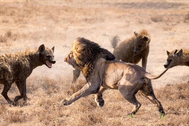 CLIP: Sư tử đực hoảng loạn bỏ chạy khi bị hơn 20 linh cẩu bao vây