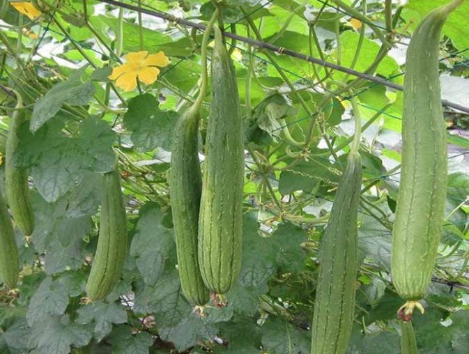 Quả này có kali gấp 3 lần dưa hấu, ăn ngon lại rất tốt cho cơ thể, chợ Việt Nam nào cũng bán