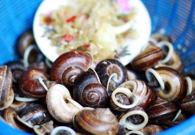 'Lộc trời' bò ra từ hốc đá, xuất hiện nhiều khi trời mưa, dân đi bắt về bán 250.000 đồng/kg thành đặc sản nổi tiếng