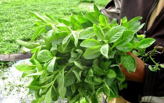 Nghề lạ ở Việt Nam: Cây từng mọc dại nay hóa "mỏ tiền", dân trồng 3 tháng là thu hoạch, bán thành đặc sản khắp nơi