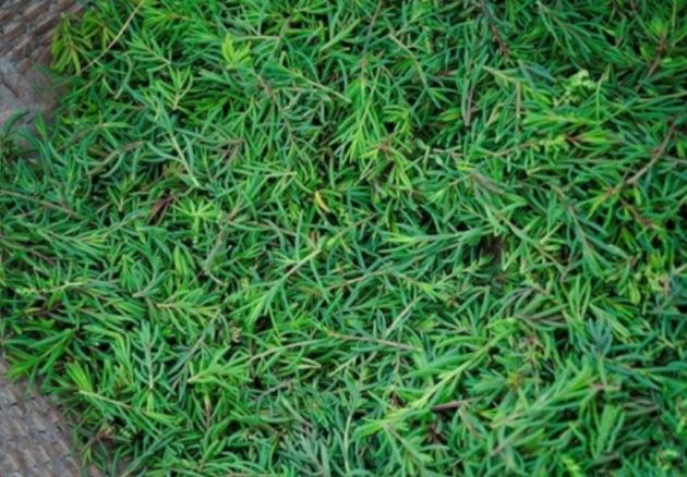 'Lộc trời' mọc mơn mởn sau mưa, giờ thành đặc sản lạ người thành phố thích mê, dân hái về bán quanh năm