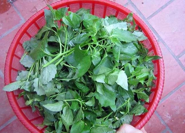 Loại rau dại mọc đầy bờ ruộng mương, trước không ai ăn nay là đặc sản được săn lùng mua, giá 80.000 đồng/kg