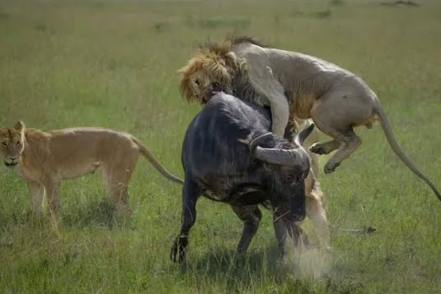 CLIP: Trâu rừng ác chiến giành sự sống trước bầy sư tử
