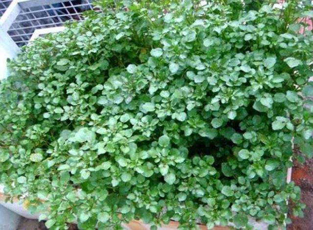 Loại rau tốt nhất thế giới ngừa được K, nước Mỹ chấm 10 điểm, có sẵn ở chợ Việt, 25.000đ/kg