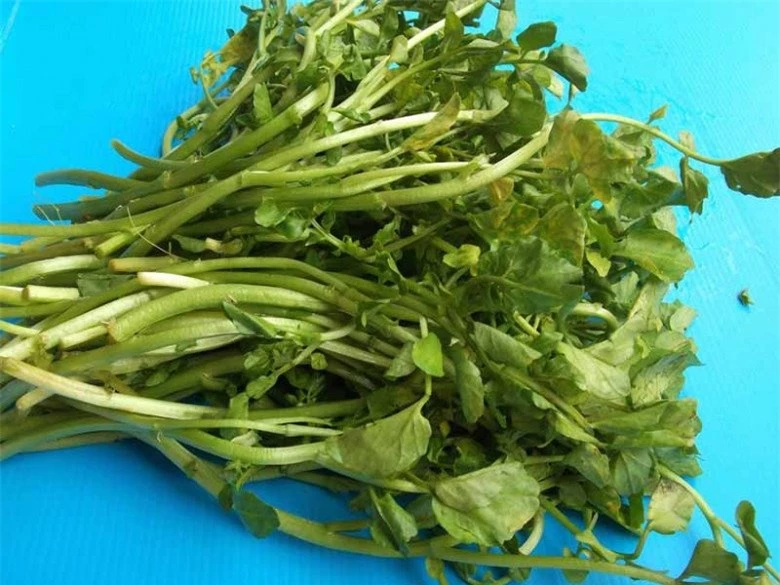 Loại rau tốt nhất thế giới ngừa được K, nước Mỹ chấm 10 điểm, có sẵn ở chợ Việt, 25.000đ/kg - 4