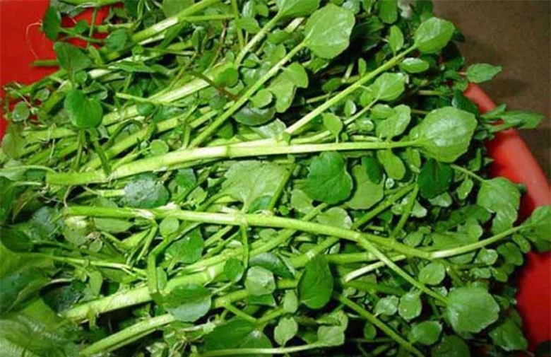 Loại rau tốt nhất thế giới ngừa được K, nước Mỹ chấm 10 điểm, có sẵn ở chợ Việt, 25.000đ/kg - 5