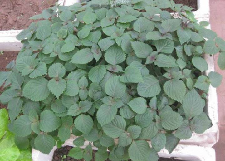 Được người Nhật ví là 'lá hồi sinh', chợ Việt bán rất nhiều, 5.000 đồng được cả nắm to