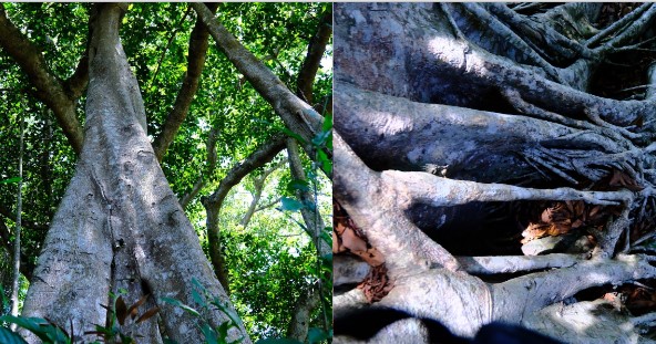 Cây cổ thụ đầu tiên tại Đà Nẵng được công nhận là Cây di sản, có tuổi đời 1000 năm