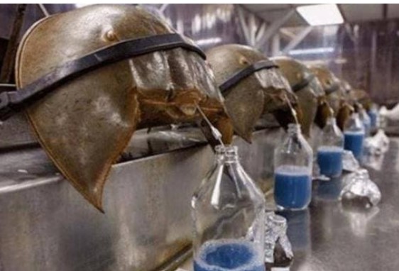 Sinh vật duy nhất có dòng máu xanh, sống 400 triệu năm, cứu hàng chục nghìn người nhưng không thể tự cứu mình