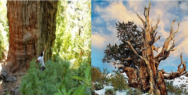 Những cây cổ thụ lâu đời nhất trên thế giới được phát hiện, tuổi thọ 5000 năm và có từ thời tiền sử