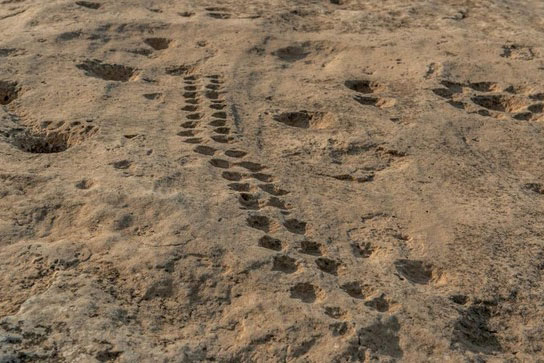 Những biểu tượng bí ẩn ở sa mạc Qatar