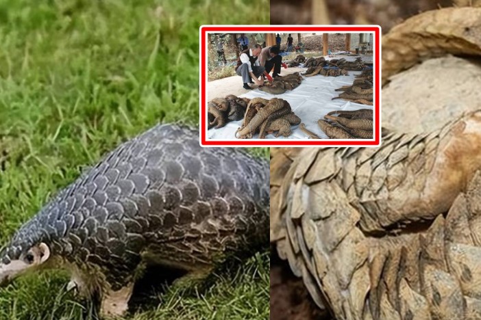 Việt Nam sở hữu động vật có vú duy nhất trên  Trái đất có vảy: Sắp tuyệt chủng, cả thế giới cấm buôn bán