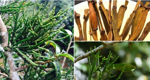 Loại cây quý sống ‘kí sinh’ trên cây cổ thụ trong rừng sâu: Hình dáng giống càng cua, giá 66 triệu/kg