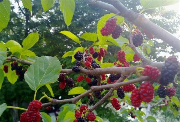 2-cau-noi-me-tin-cua-nguoi-xua-ngoisaovn-w1080-h735 3 phong thủy, mê tín, câu nói của người xưa