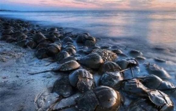 Con sam, cua móng ngựa, Máu con sam, Khai thác máu sam, Dòng máu xanh của loài sam, Chất LAL trong máu sam