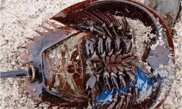 Con sam, cua móng ngựa, Máu con sam, Khai thác máu sam, Dòng máu xanh của loài sam, Chất LAL trong máu sam