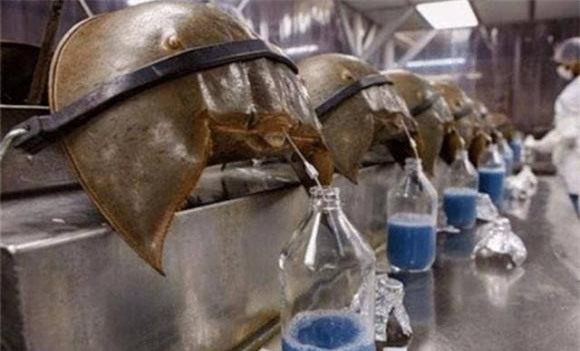 Con sam, cua móng ngựa, Máu con sam, Khai thác máu sam, Dòng máu xanh của loài sam, Chất LAL trong máu sam