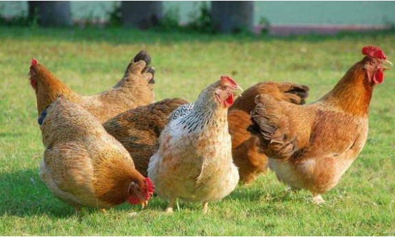 Bộ phận này của con gà bằng 'ba vị thuốc': Là 'cao thủ' bơm máu, lại bổ thận, khỏe sinh lý, tuy nhiên cần làm sạch cho đúng trước khi ăn