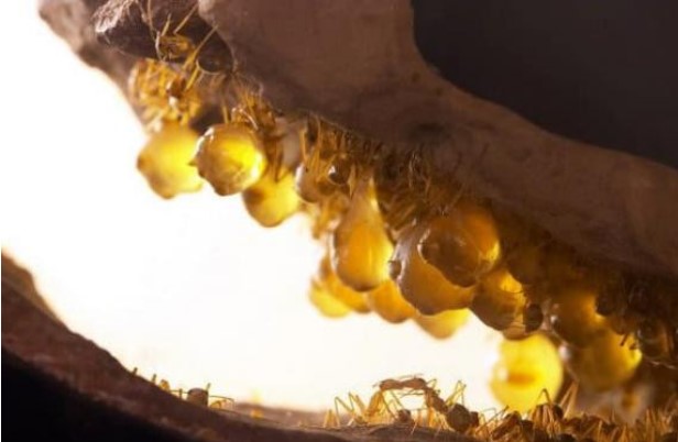 Kiến Honeypot – Loài kiến ​​duy nhất tiết mật trên thế giới