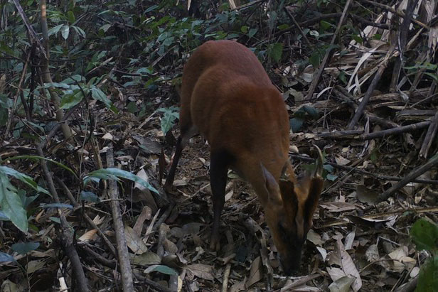Phát hiện loài Mang quý hiếm trong Khu bảo tồn thiên nhiên Pù Hu ở Thanh Hoá