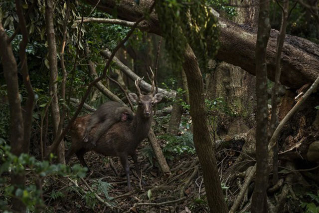 Bức ảnh khỉ ‘nằm ườn’ trên lưng hươu gây sốt