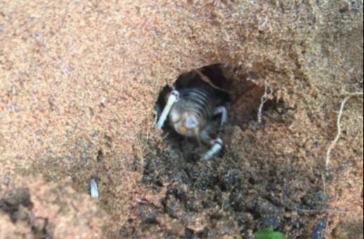 "Lộc trời" nằm trong hang sâu dưới đất, xưa không ai ăn, nay dân bắt về bán 200.000 đồng/kg thành đặc sản lạ