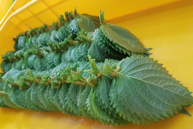 Nó được người Nhật ví là “lá hồi sinh”, chợ Việt bán rất nhiều, 5.000 đồng được cả nắm to