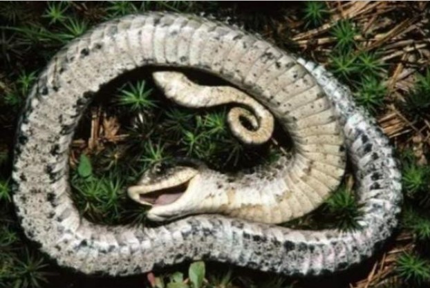 Một loại rắn Hognose thường giả vờ chết để đánh lừa con mồi