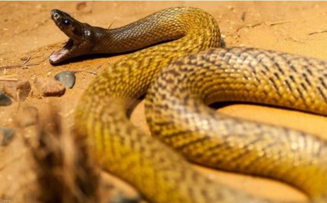 Loài rắn độc hung dữ nhất trong lịch sử, sức tấn công của nó mạnh hơn cả hổ mang, người bắt rắn cũng phải sợ