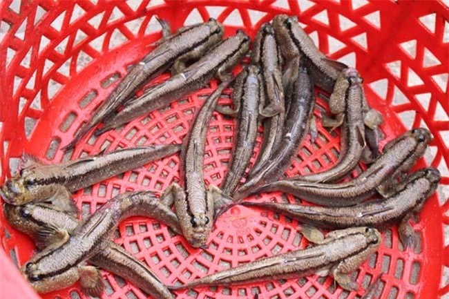 Loài cá biết leo cây và “chạy bộ”, thịt rất ngon, là đặc sản trứ danh Thanh Hóa, giá 200.000 đồng/kg - 10