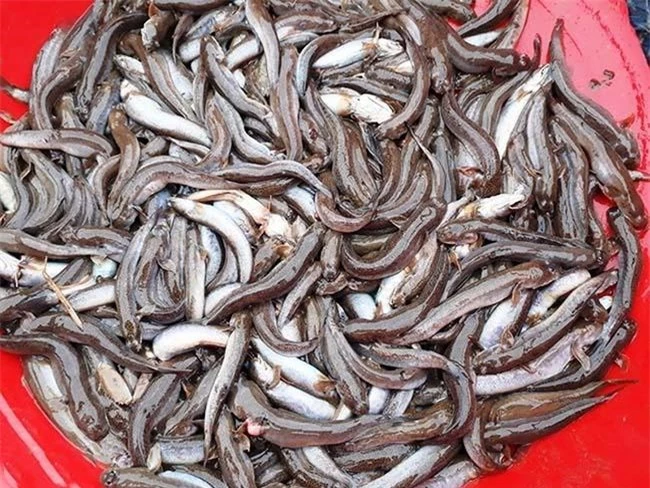 Loài cá biết leo cây và “chạy bộ”, thịt rất ngon, là đặc sản trứ danh Thanh Hóa, giá 200.000 đồng/kg - 8