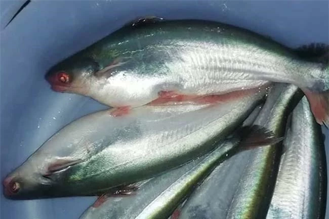 Loại cá "đại gia" giá 500.000 đồng/kg, rất ngon và hiếm, là đặc sản Nam Bộ - 1