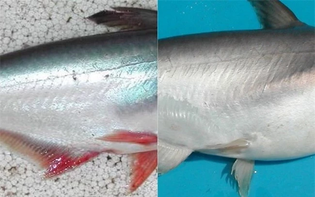 Loại cá "đại gia" giá 500.000 đồng/kg, rất ngon và hiếm, là đặc sản Nam Bộ - 10