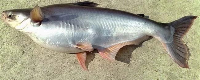 Loại cá "đại gia" giá 500.000 đồng/kg, rất ngon và hiếm, là đặc sản Nam Bộ - 2